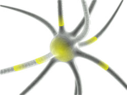 Neuron Rezeptor