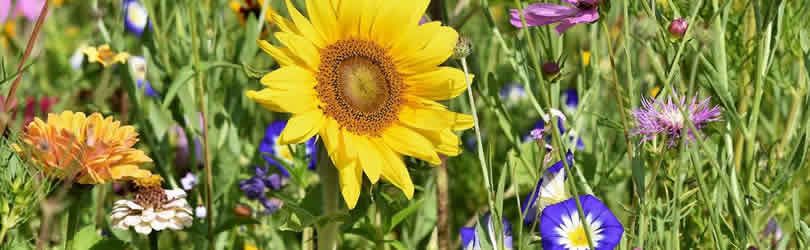 pflanzenwelt-wiese-sunflower
