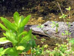 Böse Geister Krokodil in Florida