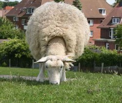 Tiere sind Mitgeschöpfe Schaf auf dem Deich