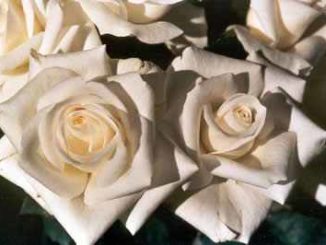 weiße Rosen