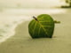 grünes Blatt, das am Strand im Sand steckt