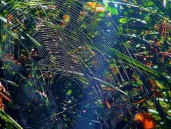 Bakterien und Pflanzen - Natürlich gegen Bakterien Spinnennetz im Sonnenlicht