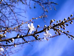 Im Frühling mit Bäumen sprechen Frühlingsblüten auf Poel