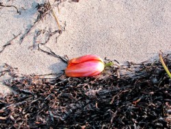 Achtsamkeit und Demut Hochmut Tulpe am Strand