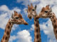 Giraffen im Gespräch