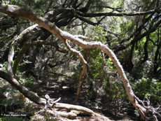 Reisebericht La Gomera  baum äste