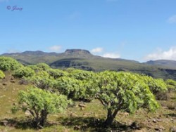 Reisebericht La Gomera berge bäume trockene ebene