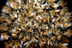Bienen im Stock