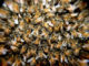 Bienen im Stock