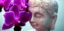 Die eigene Resonanz erkennen Buddha mit Orchidee