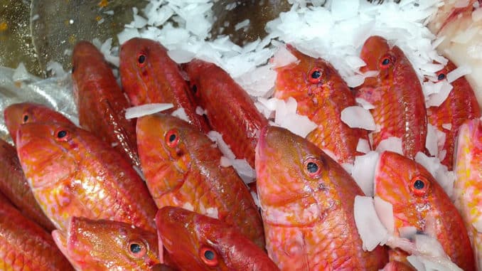 810-450-fische-auf-eis-fish