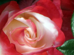 Was uns Liebeskummer sagen will duftende Rose
