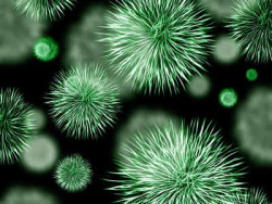 Quantenbewusstsein grünes Bakterium