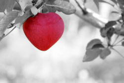 Sufis und geistige Selbstheilung roter Apfel in schwarz weiss Bild