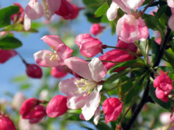 Bachblüten Holzapfel 