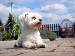 Tierkommunikation ein Erfahrungsbericht weisser Hund  Malteser