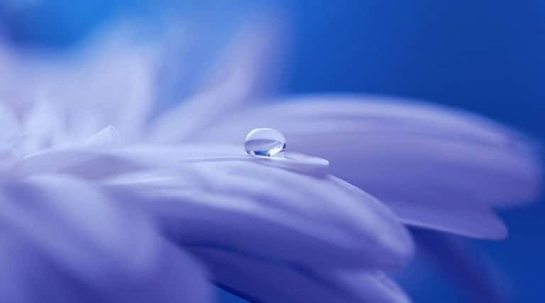 Wassertropfen auf Blüte