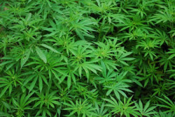 Cannabis Hanf Pflanzen
