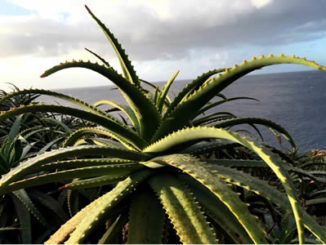 Sonne und Wasser – das ist das Lebenselixier der Aloe Vera