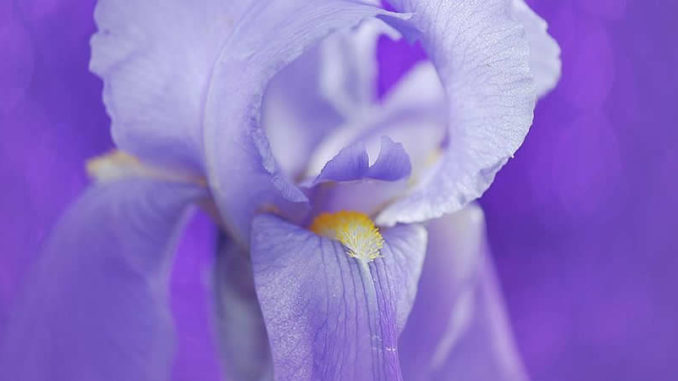lila-bluete-iris
