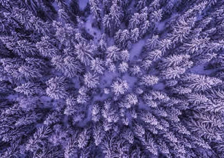 Baeume-gefroren-perspektive-frozen