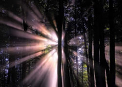 Helfen Gebete wald licht strahlen forest