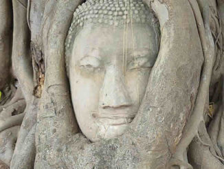 Baum-buddha-ayutthaya