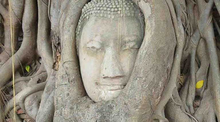 Baum-buddha-ayutthaya