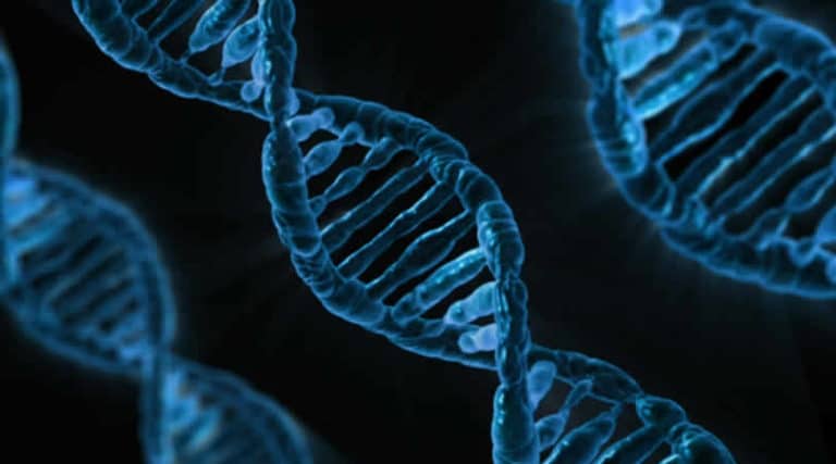 dns-strang-gene-dna