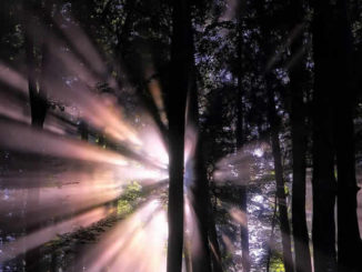 wald-licht-strahlen-forest