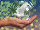 Frieden-Taube-Hand-peace-dove
