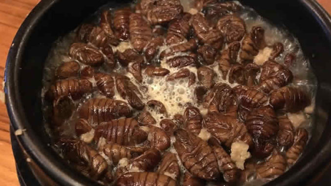 Raupe-gekocht-silkworms