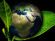erde-planet-schutz-blaetter-earth