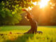 Ayurveda Tages Routine und Gesundheit