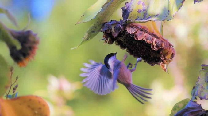 Vogel-sonnenblume-herbst-bird