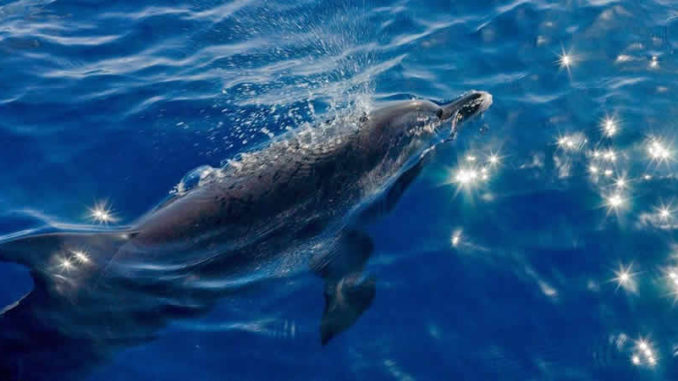 sonja-hagen-delphin-dom-dolphin-healing
