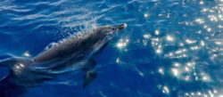 sonja-hagen-delphin-dom-dolphin-healing