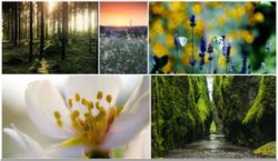 collage-natur-blumen-wald