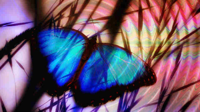 blauer-schmetterling-butterfly-908162