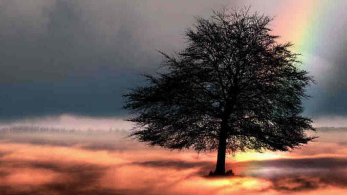regenbogen-tree