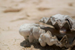 authentisch leben muschel perle shell