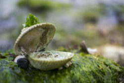Der Schatz ist die Erfahrung des Seins muschel clam
