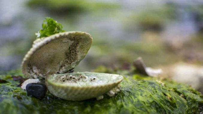 muschel-clam