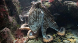 wasser-octopus