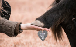 tierkommunikation-tiere-verstehen-mit-tieren-sprechen-huf