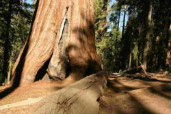 Botschaft vom Sprecher der Bäume redwood