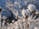 pfad-der-weisen-alten-seelenpfad-weibliche-weg-snow