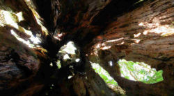 Yggdrasil und unsere Ahnen - der Weltenbaum