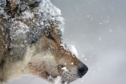 die-Kraft-der Tierenergien-wolf